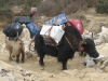 A typical yak load - rather him than me!