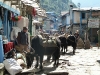 navigating through the animals central Lukla
