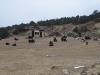 the airstrip at Syangboche Marshalled by the yaks