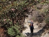 Rhododendrons in full boom tengboche hill