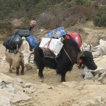 A typical yak load. Rather him than me!